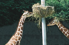 Giraffe Puzzle Photo